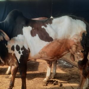 CBP-003 | Sindh | 2.6 Years, 2 Teeth | 320 Kg