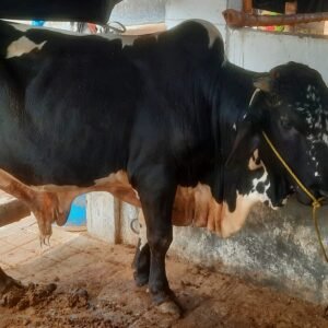 CB-003 | 2.5 Years | 360 Kg