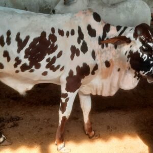 CBP-005 | Punjab | 2 Year Kheera | 280 Kg