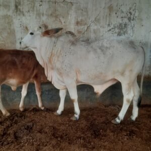 CBP-006 | Sahiwal | 2 Years Kheera | 240 Kg