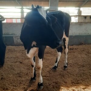 CBP-007 | Jarsi | 2 Years Kheeri | 240 Kg