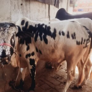 CB-001 | 2.5 Year | 280 KG