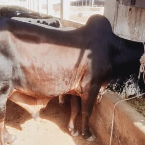 CB-004 | 3 Years | 400 Kg