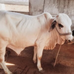 CB-002 | 2.5 Years | 250Kg