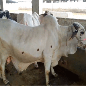 CB-005 - 2.7 Years - 360 Kg