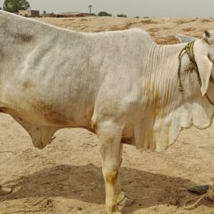 CB-006 - 2.6 Years - 260 Kg (Female)