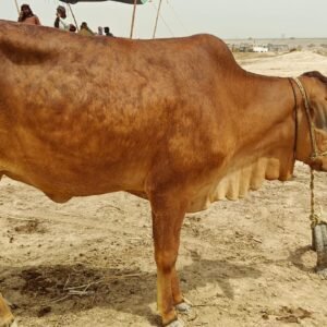 CB-007 - 2.7 Years - 280 Kg (Female)