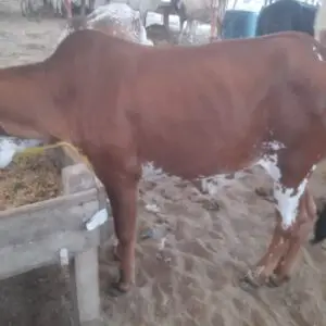 CB - 011 Female Cow 250 - Kg