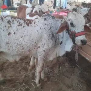 CB -012 - 255 Kg - Male Cow