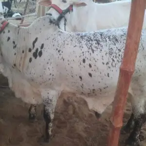 CB - 010 - 250 - Kg