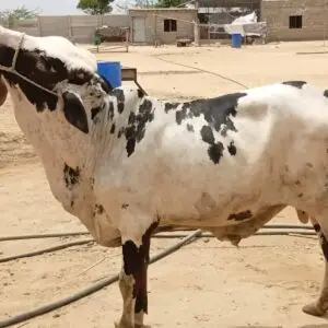 CB-016 Male Live weight 240 KG