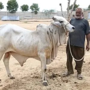 BP-008 Pure Breed Punjab Qurbani 2027