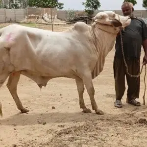 CBP-009 Cross Nukhra Qurbani 2027
