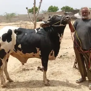 CBP-10 Punjab Breed Qurbani - 2027