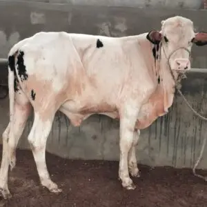 CB-015 Male (Gulabi) Live Weight 215 KG