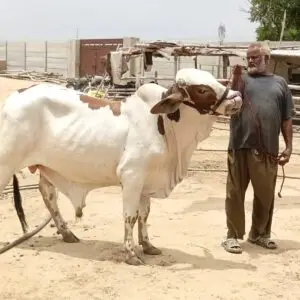 CBP-007 Cholistani Ablak Qurbani 2027