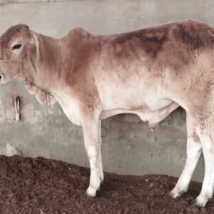CB - 017 Male Live weight 175 KG